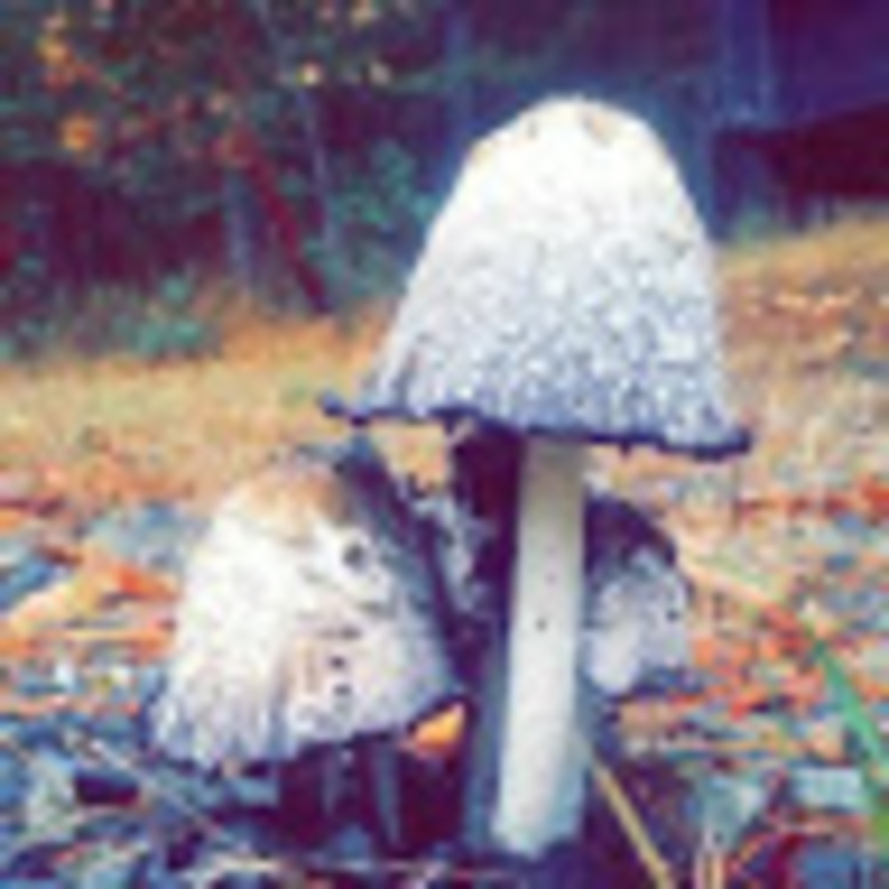 Meet your Posher, Miranda